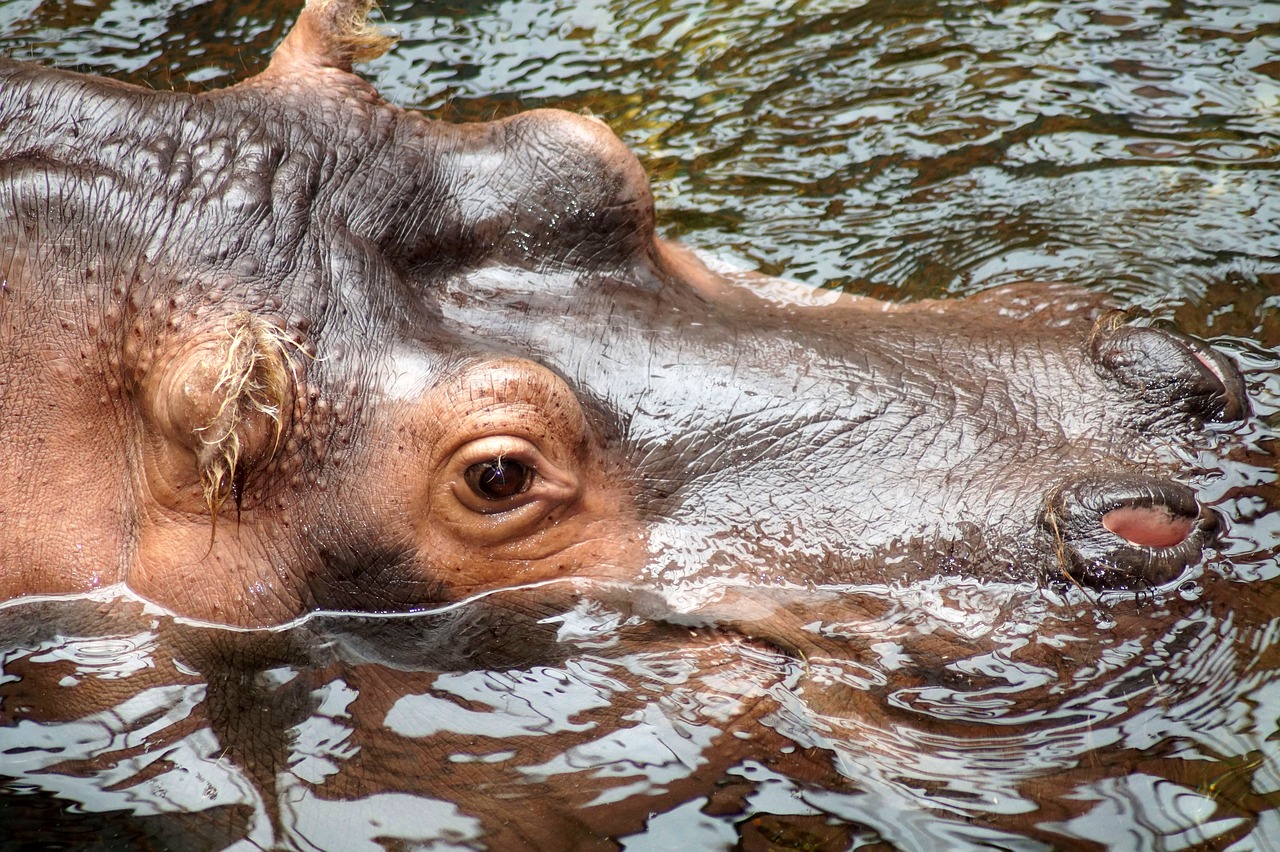 hippopotamus  hippo  eye free photo