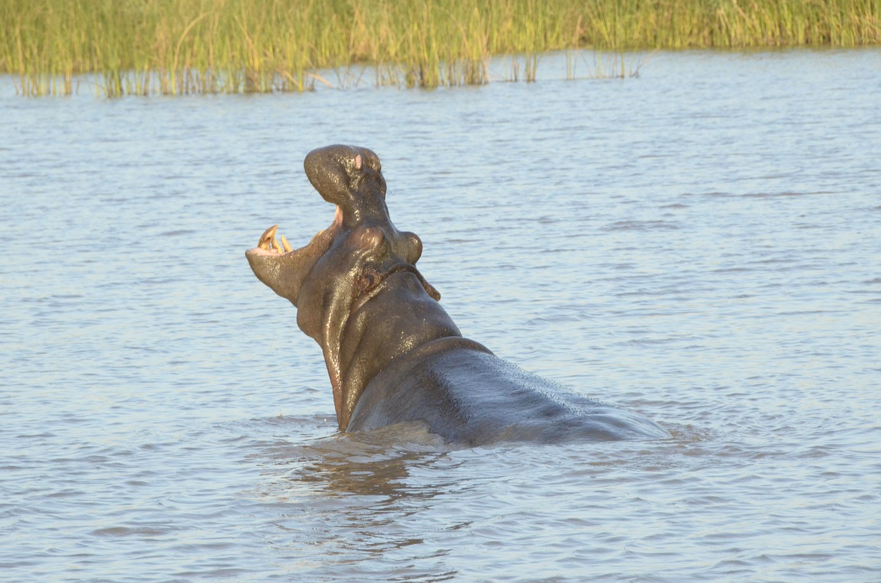hippopotamus  saint lucia  south africa free photo