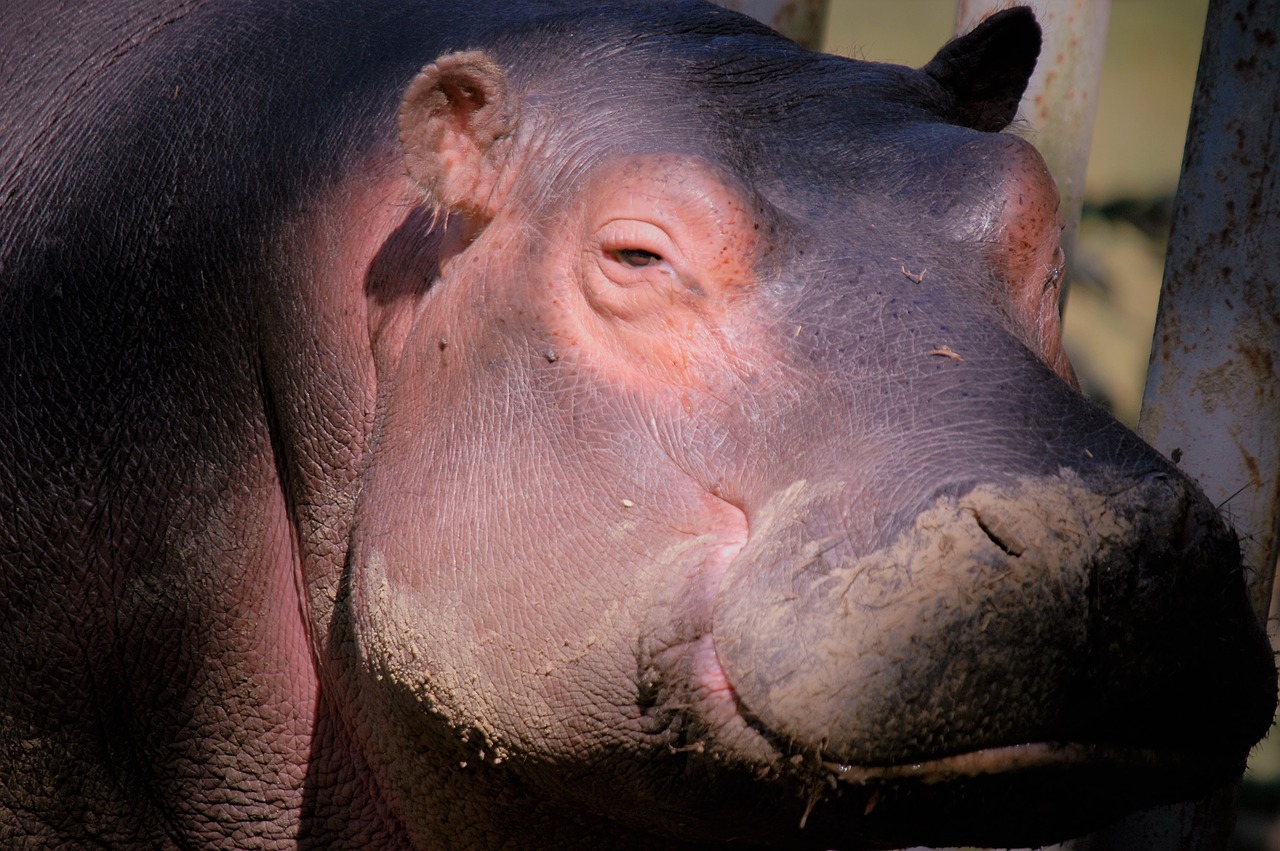 hippopotamus  animal  africa free photo