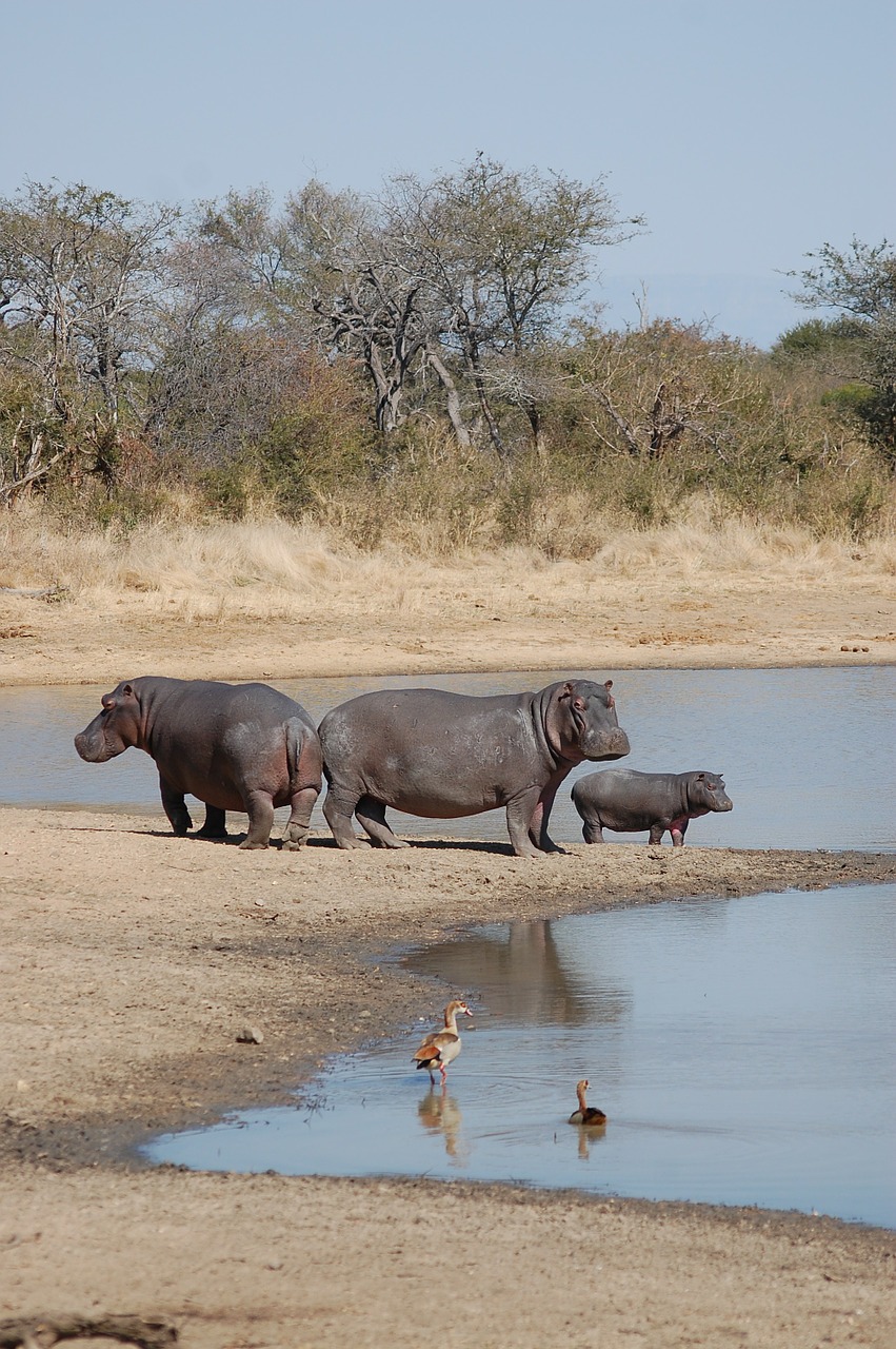 hippopotamus hippos nature free photo