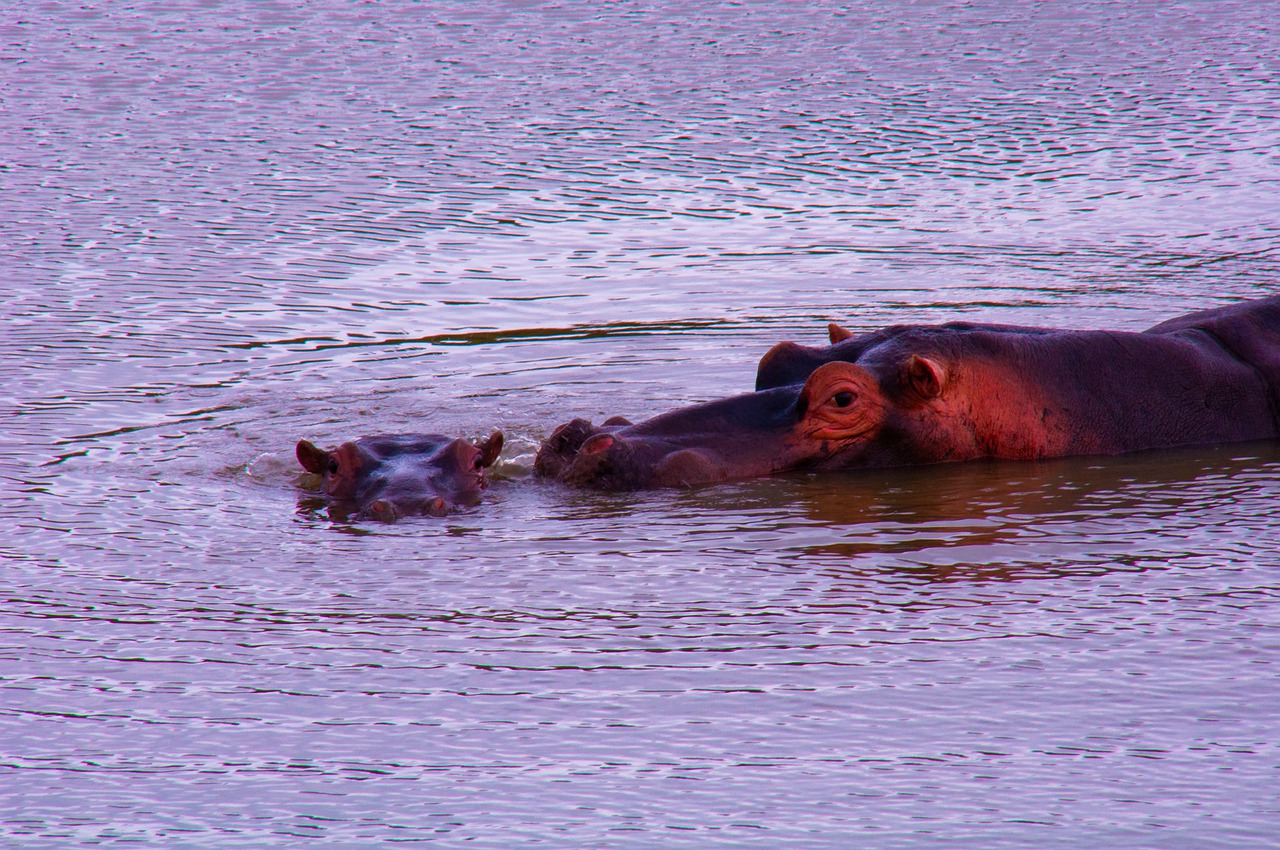 hippopotamus  wild  mother and child free photo