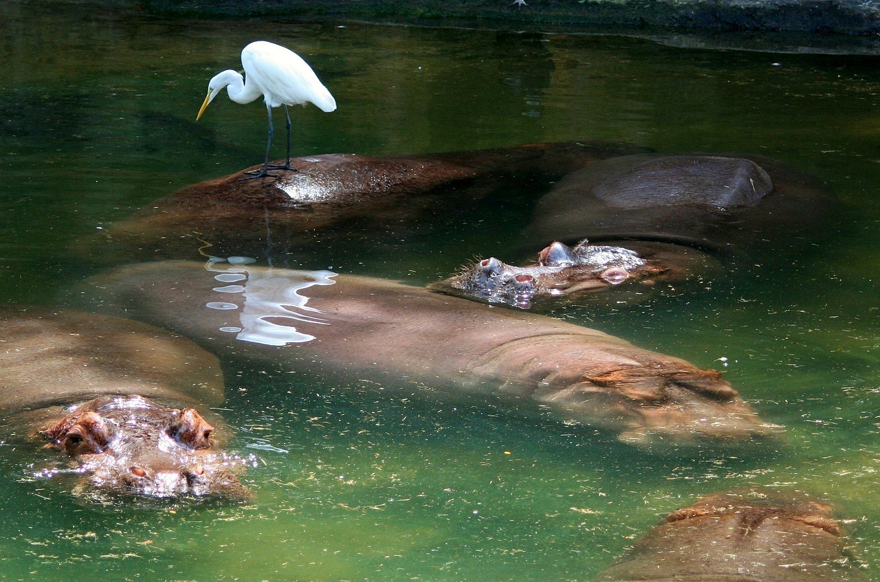 hippopotamus hippos submerged free photo
