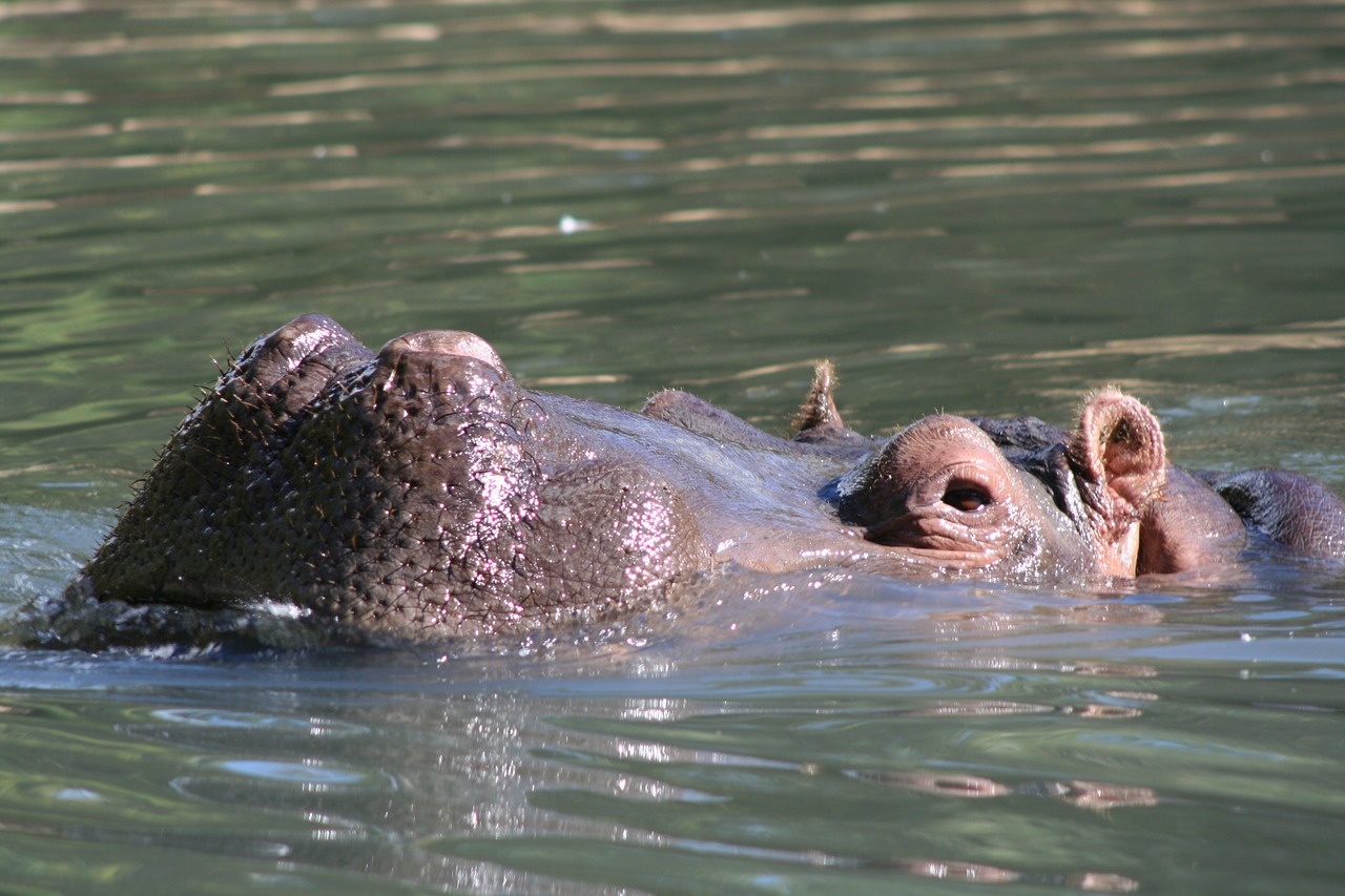 hippopotamus animal wildlife free photo