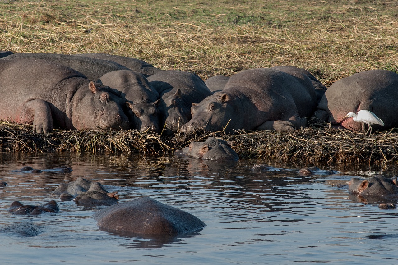 hippopotamus botswana chobe free photo