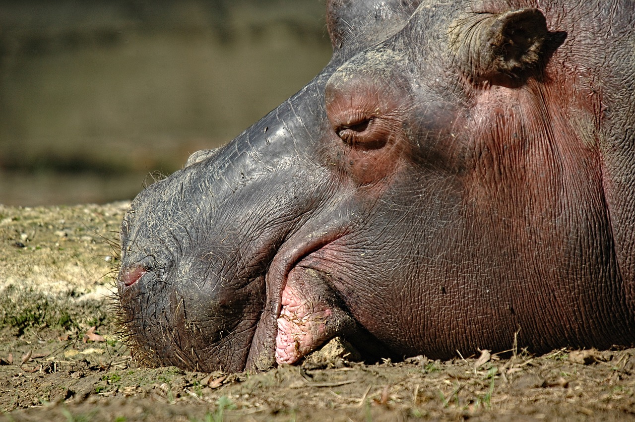 hippopotamus ruminant nap free photo