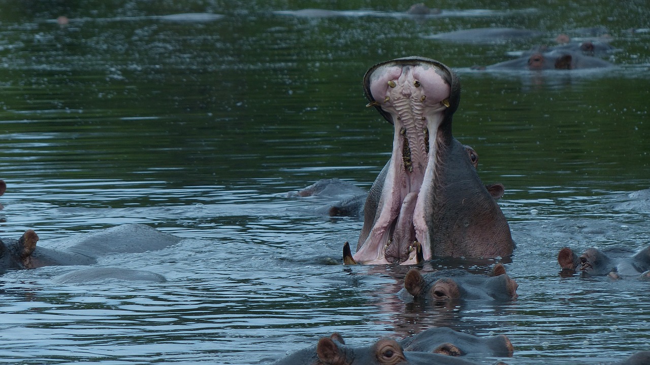 hippopotamus hippo gluttonous free photo