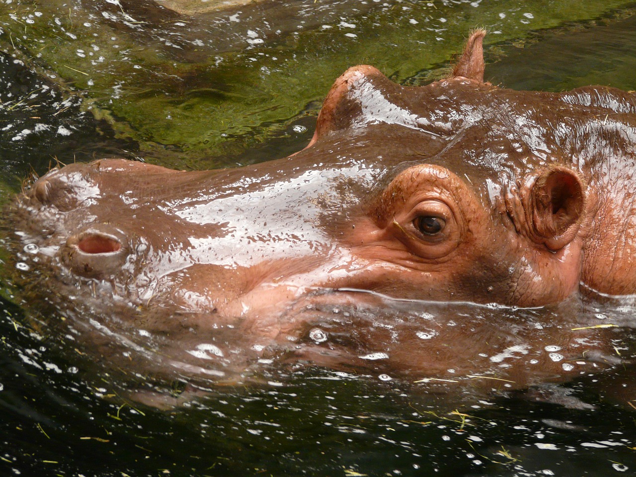 hippopotamus hippo paarhufer free photo