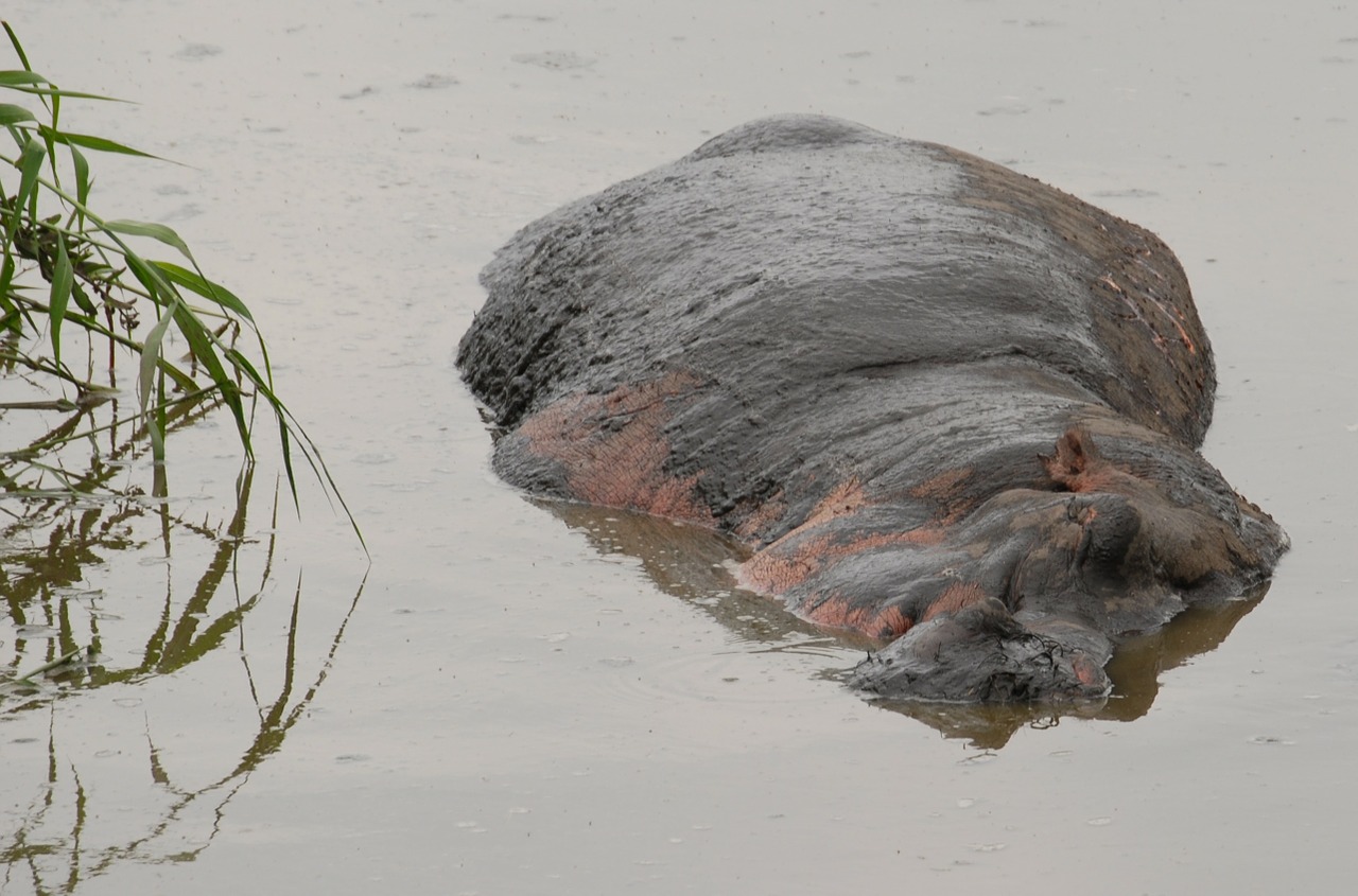 hippopotamus hippo serengeti free photo