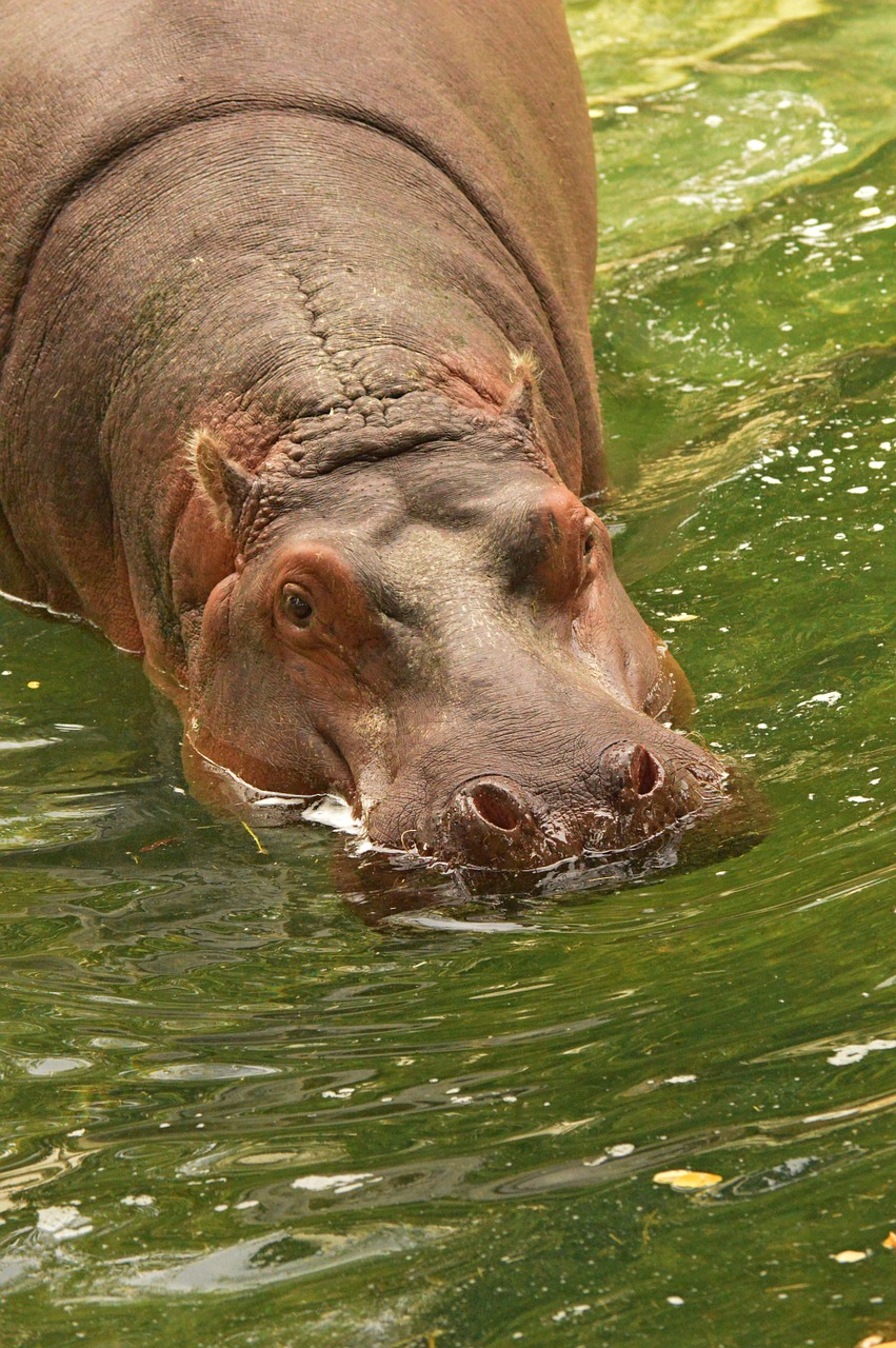 hippopotamus water zoo free photo