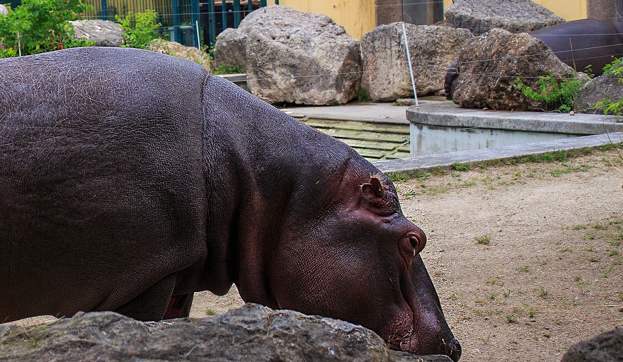 hippopotamus hippopotamus amphibius mammal free photo