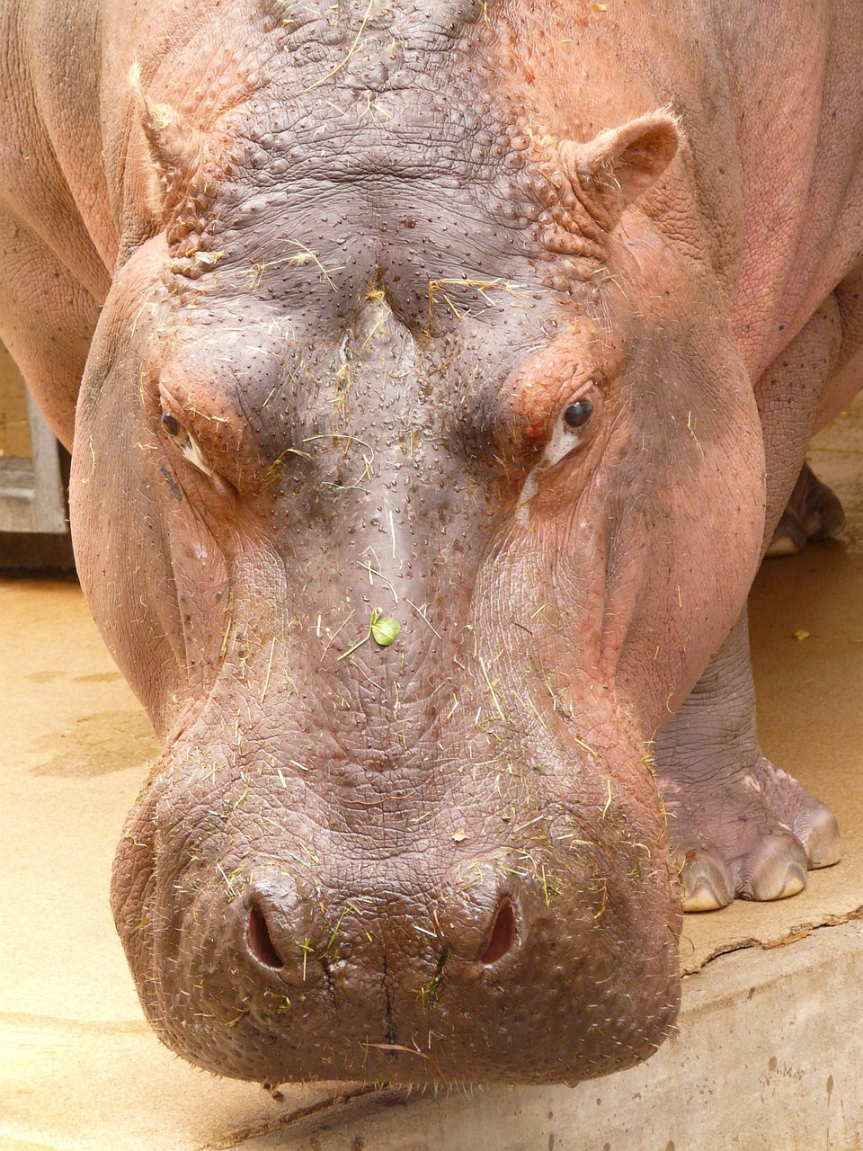 hippopotamus hippo paarhufer free photo