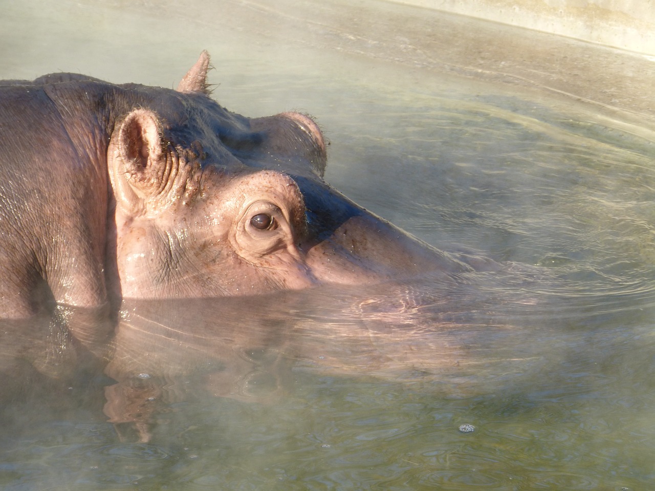 hippopotamus submerged water free photo