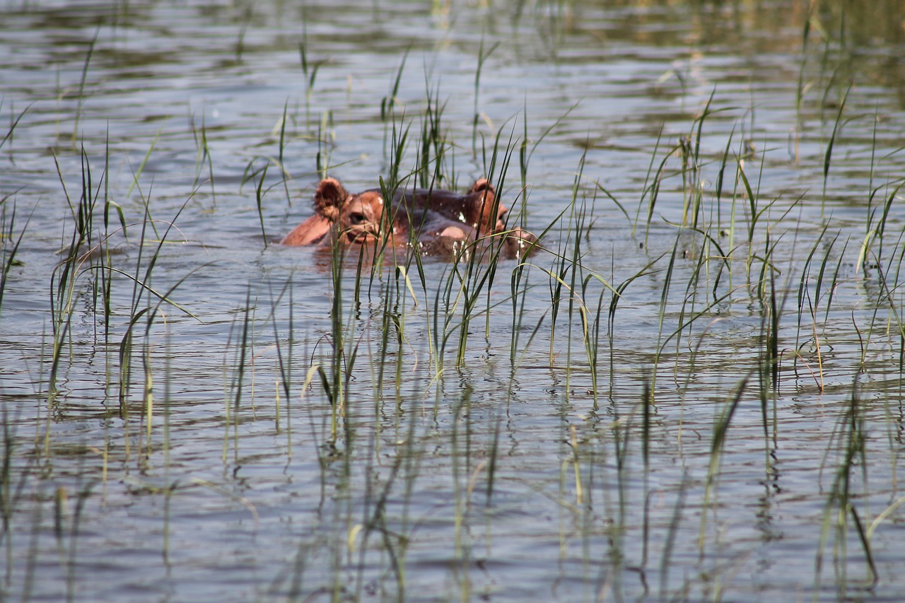 hippopotamus lake awassa free photo