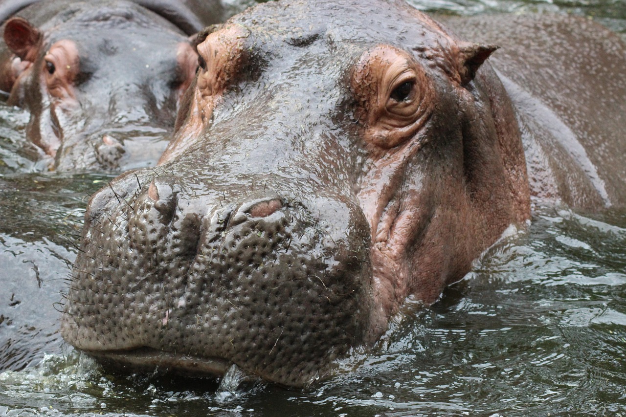 hippopotamus hippo animal free photo