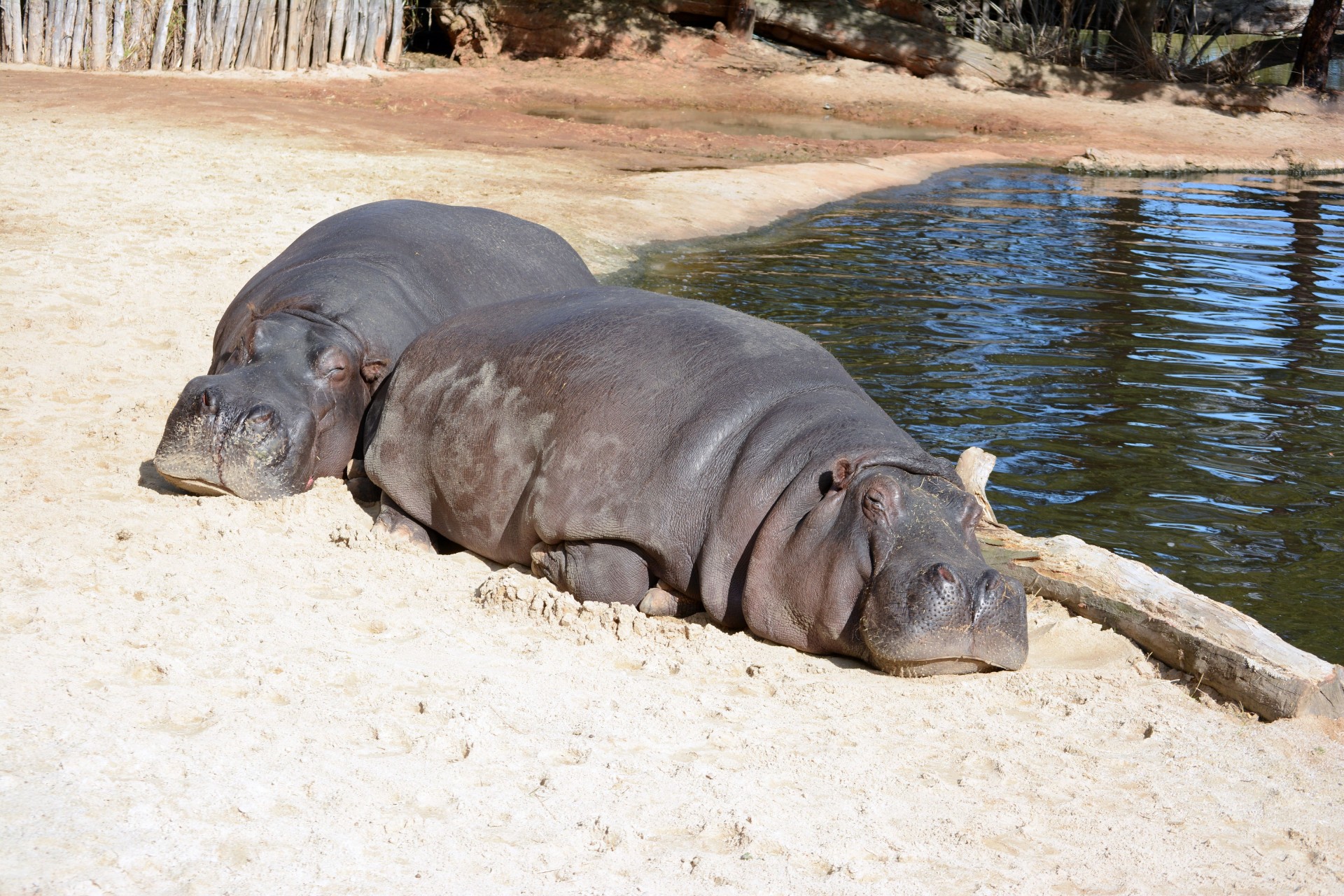 hippo hippopotamus animal free photo