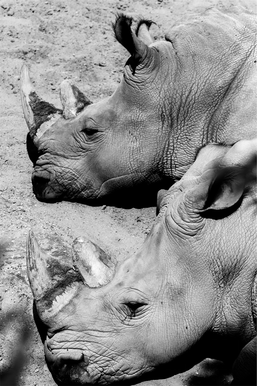hippopotamuses black and white animals free photo