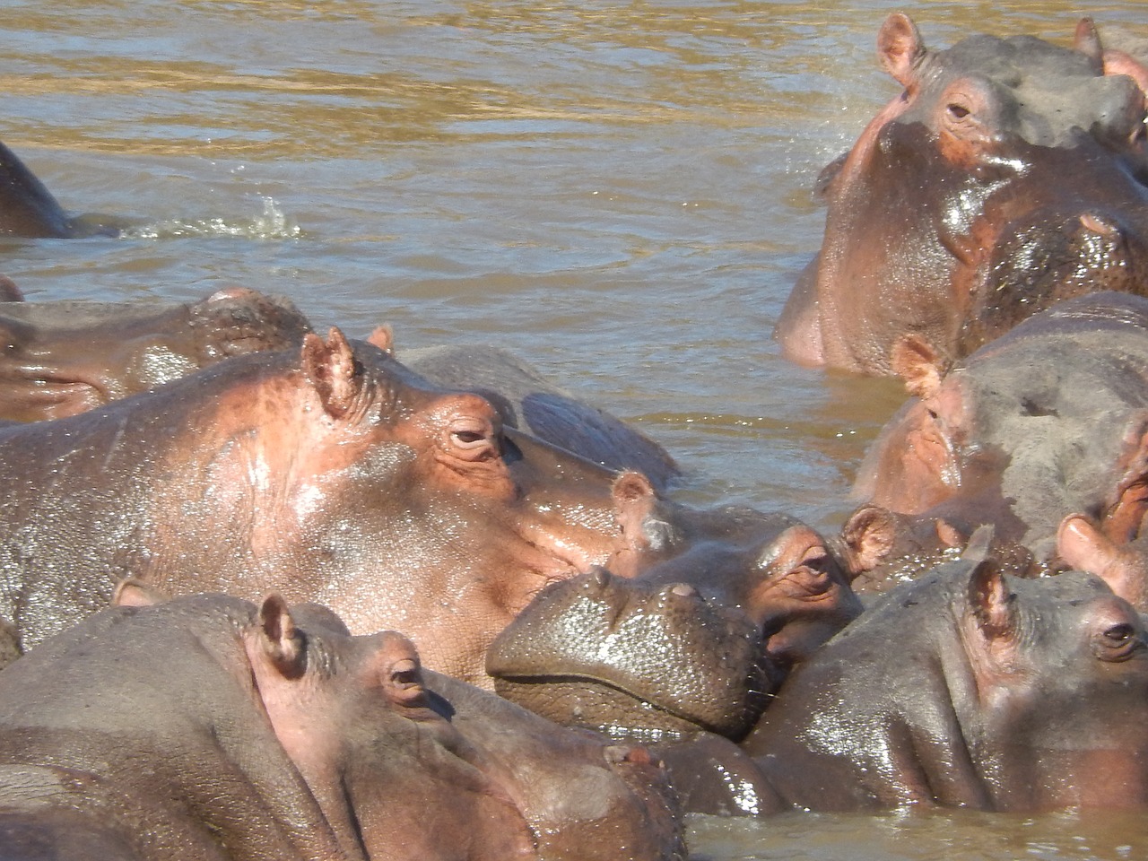 hippos africa kenya free photo
