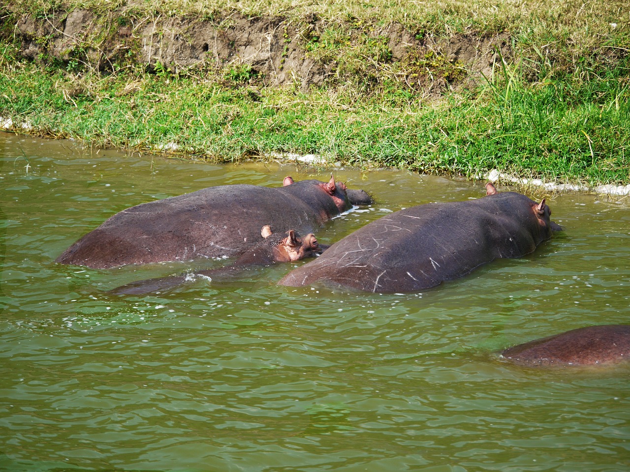 hippos watering hole animals free photo