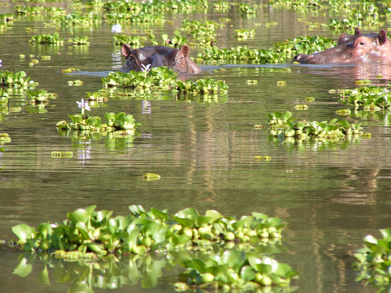 hippos lake eyes free photo