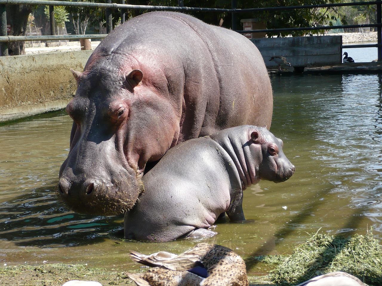 hippos fauna family free photo