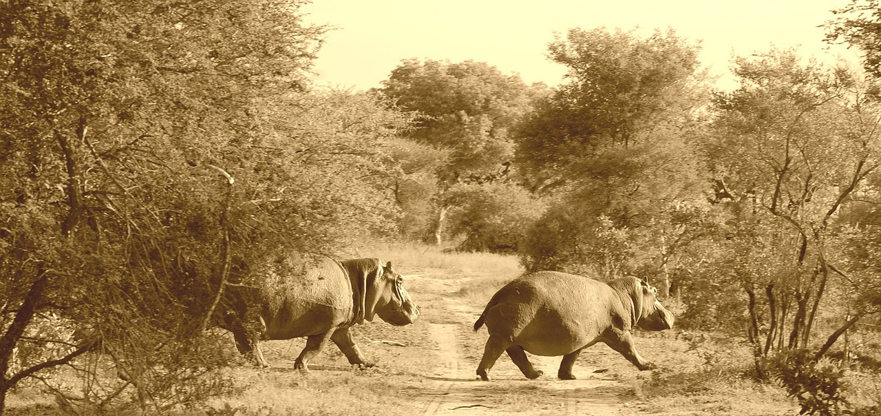 hippos africa safari free photo
