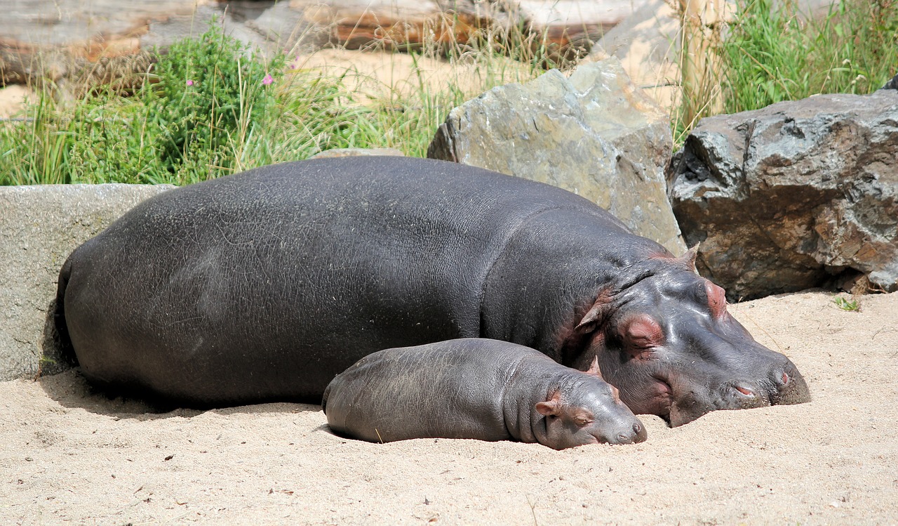 hippos  hippo  cub free photo