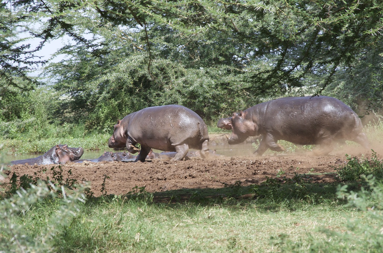 hippos tanzania plash free photo