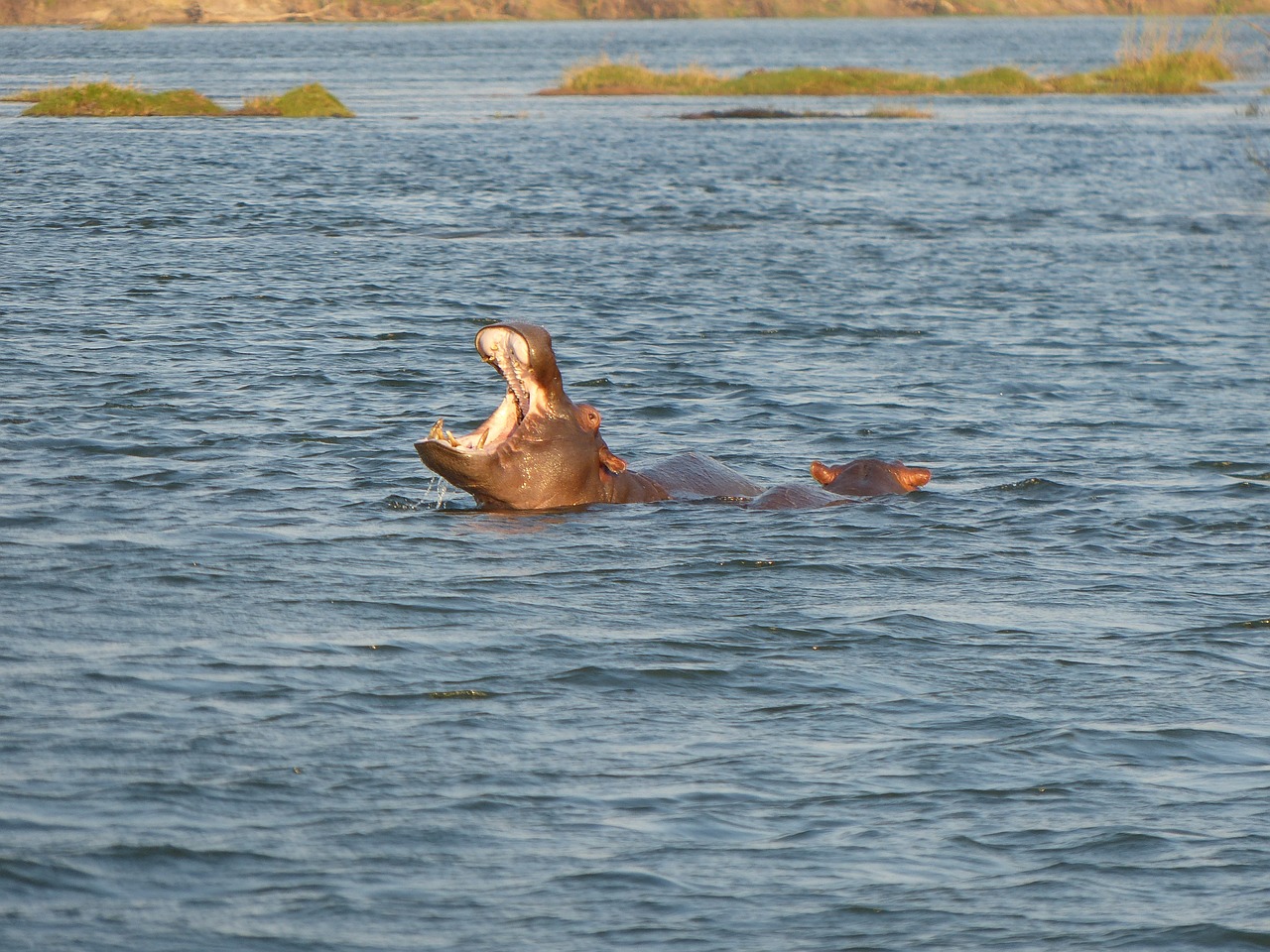 hippos zambezi river free photo