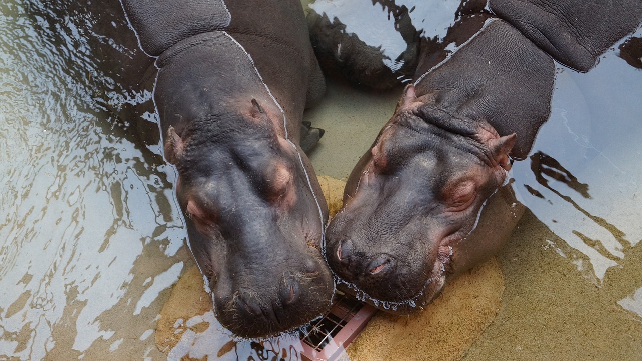 hippos animal water world free photo