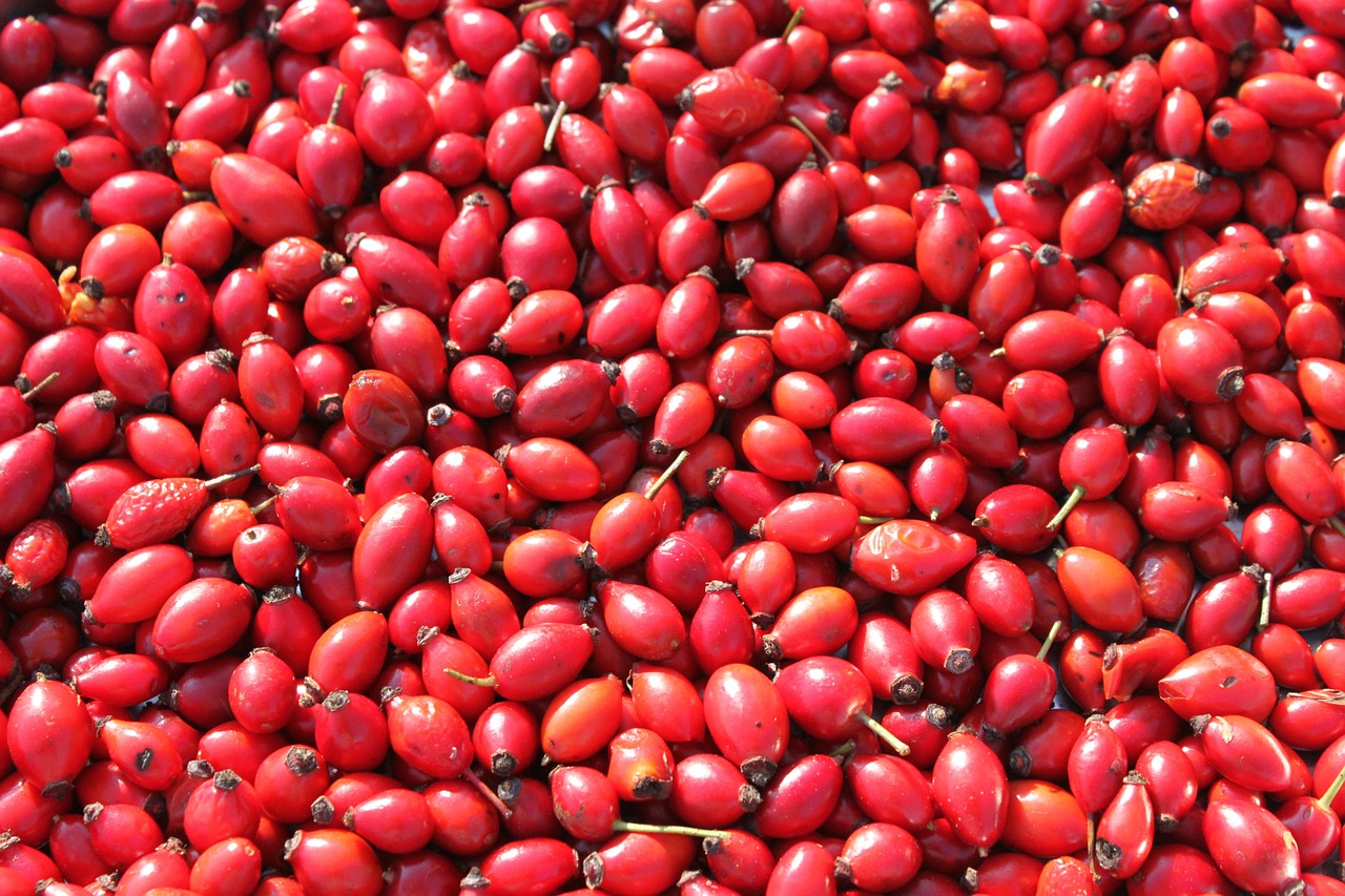 hips pomaceous red free photo