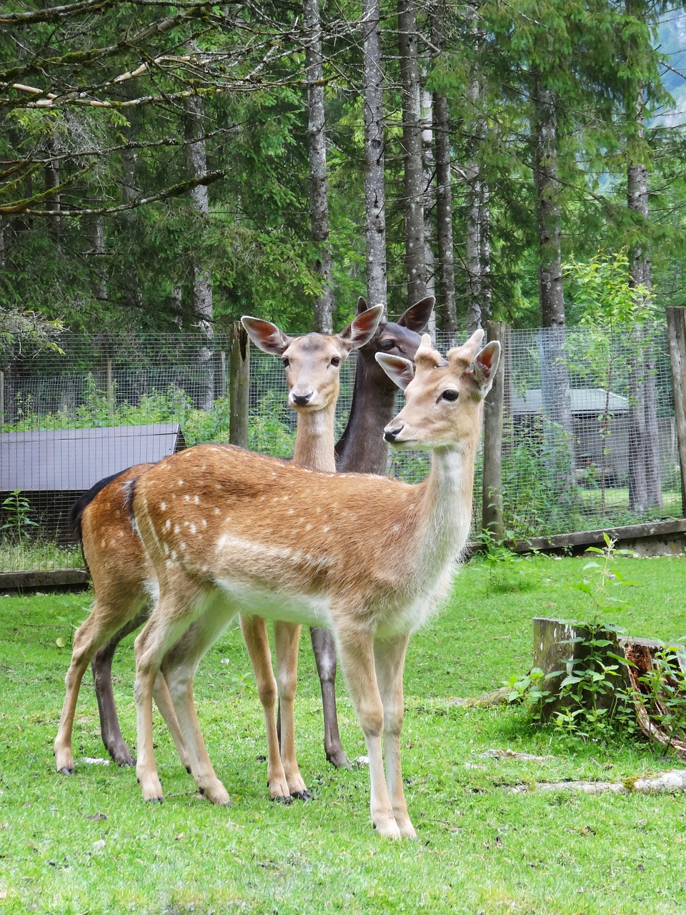 hirsch wild roe deer free photo