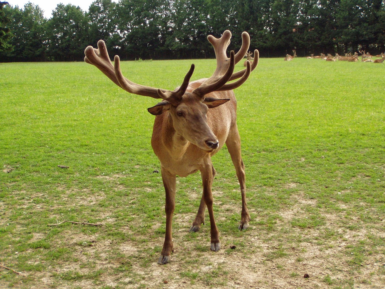 hirsch red deer wildlife park free photo