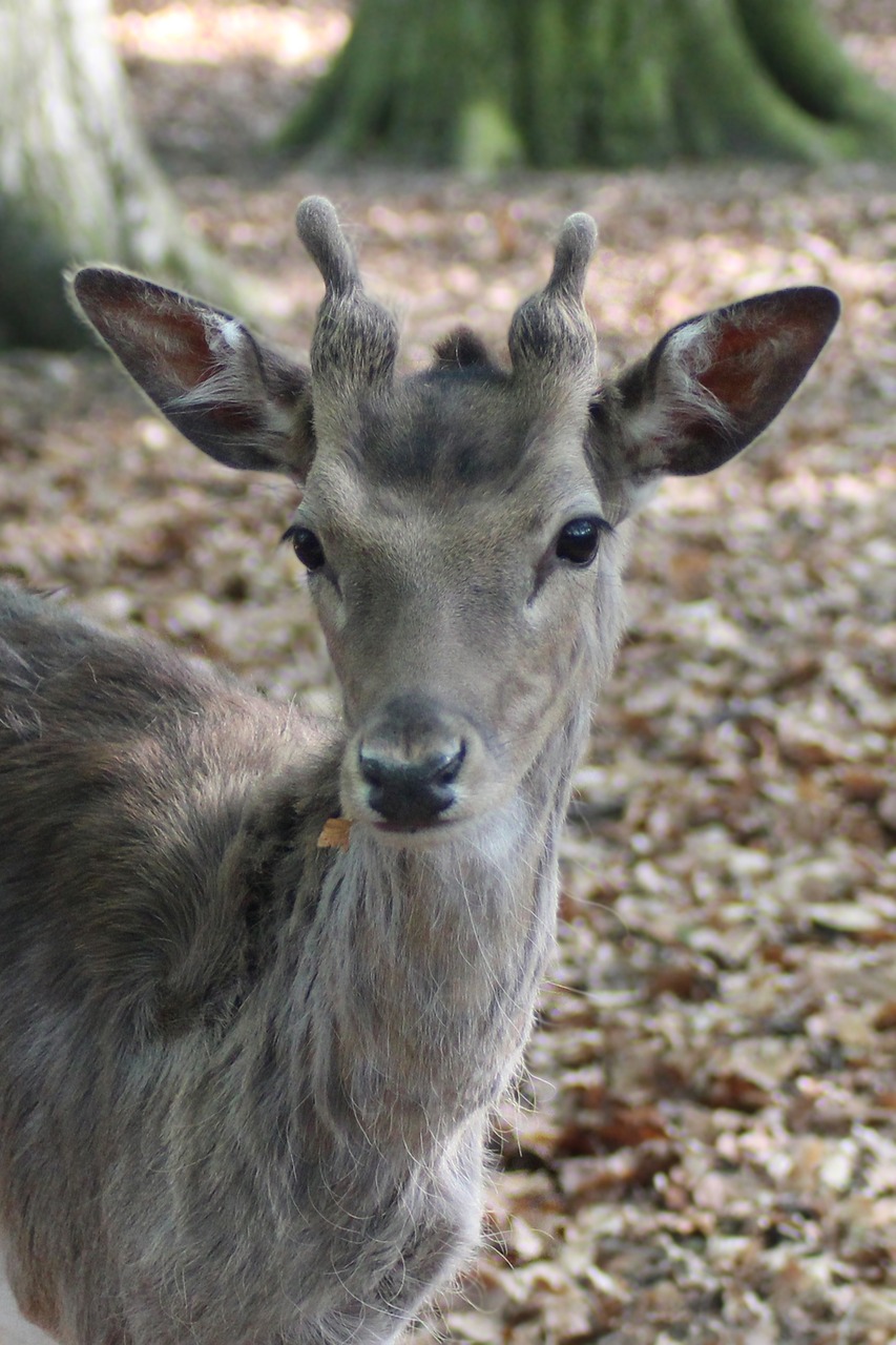 hirsch fallow deer roe deer free photo