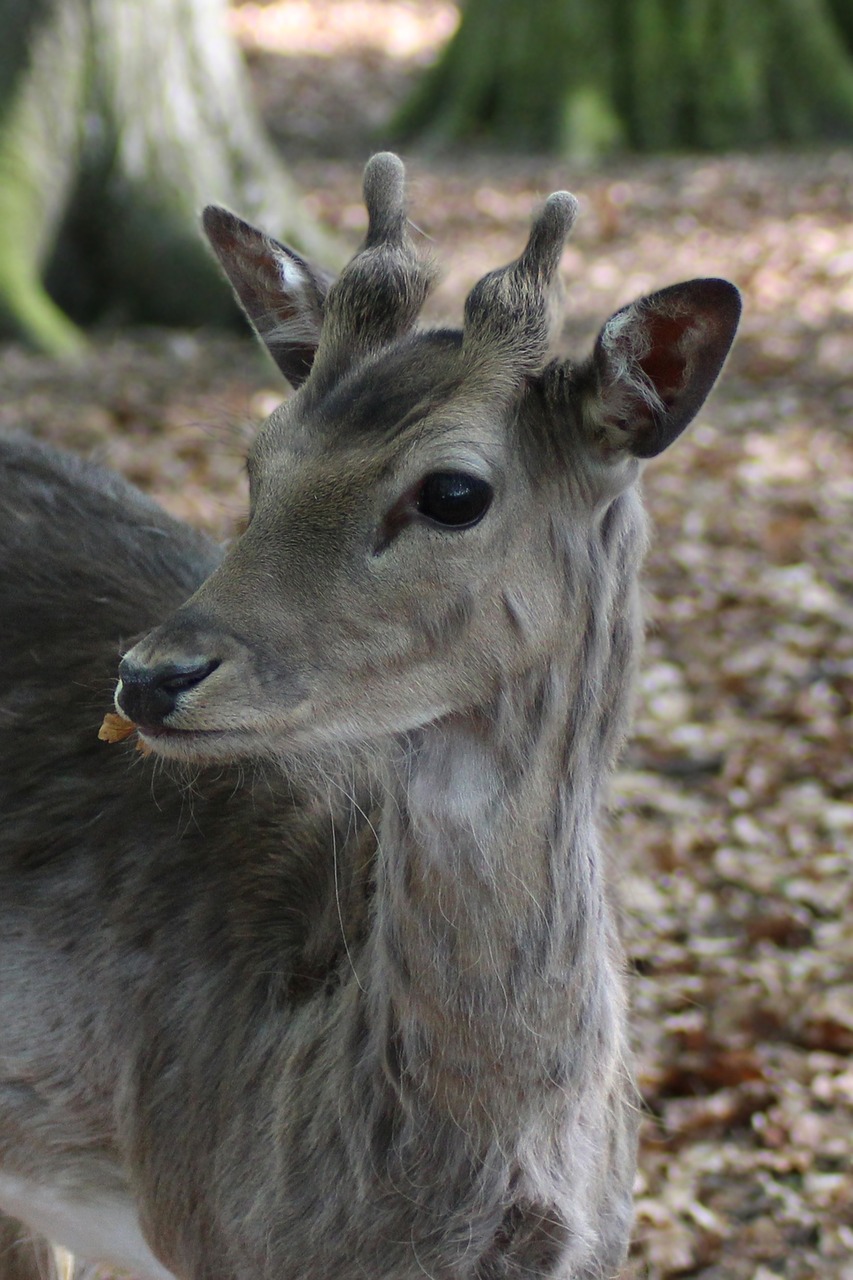 hirsch fallow deer roe deer free photo