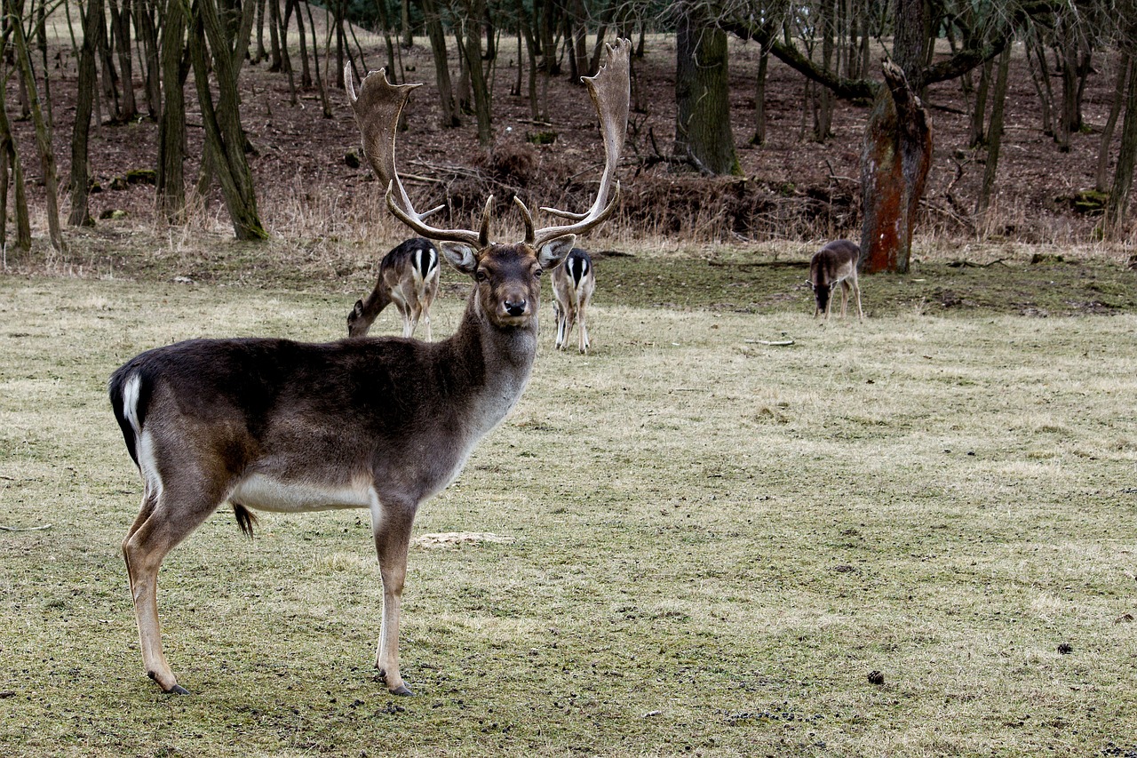 hirsch fallow deer antler free photo