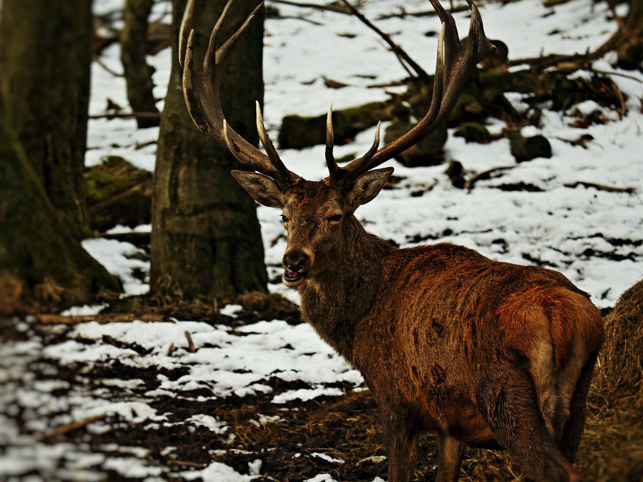 hirsch animal antler free photo