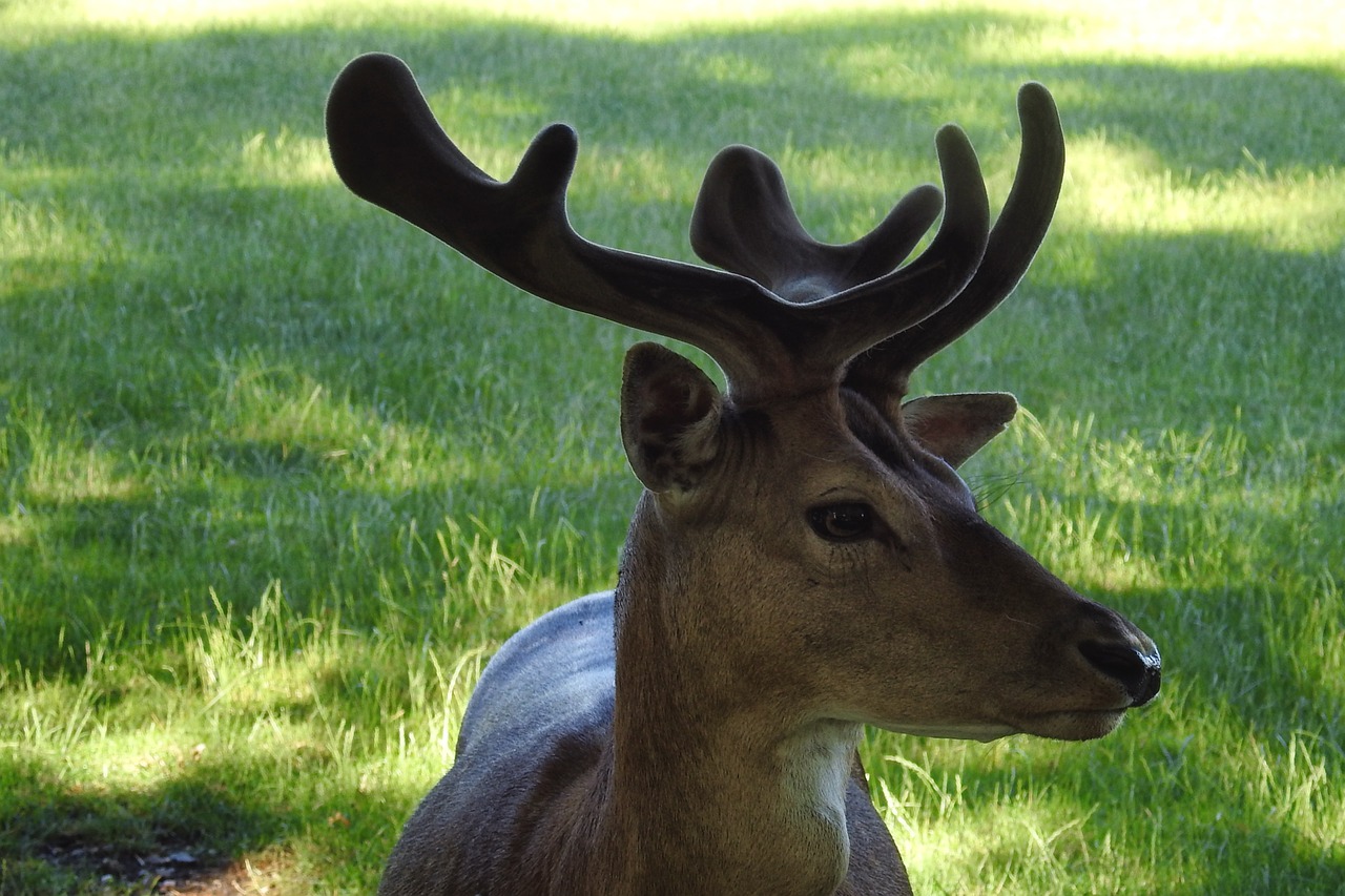 hirsch antler fallow deer free photo