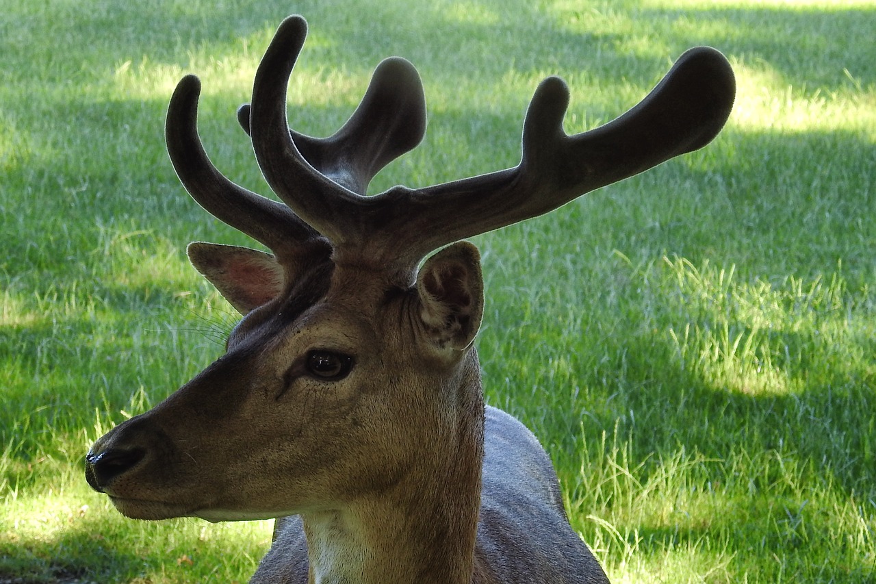 hirsch antler fallow deer free photo