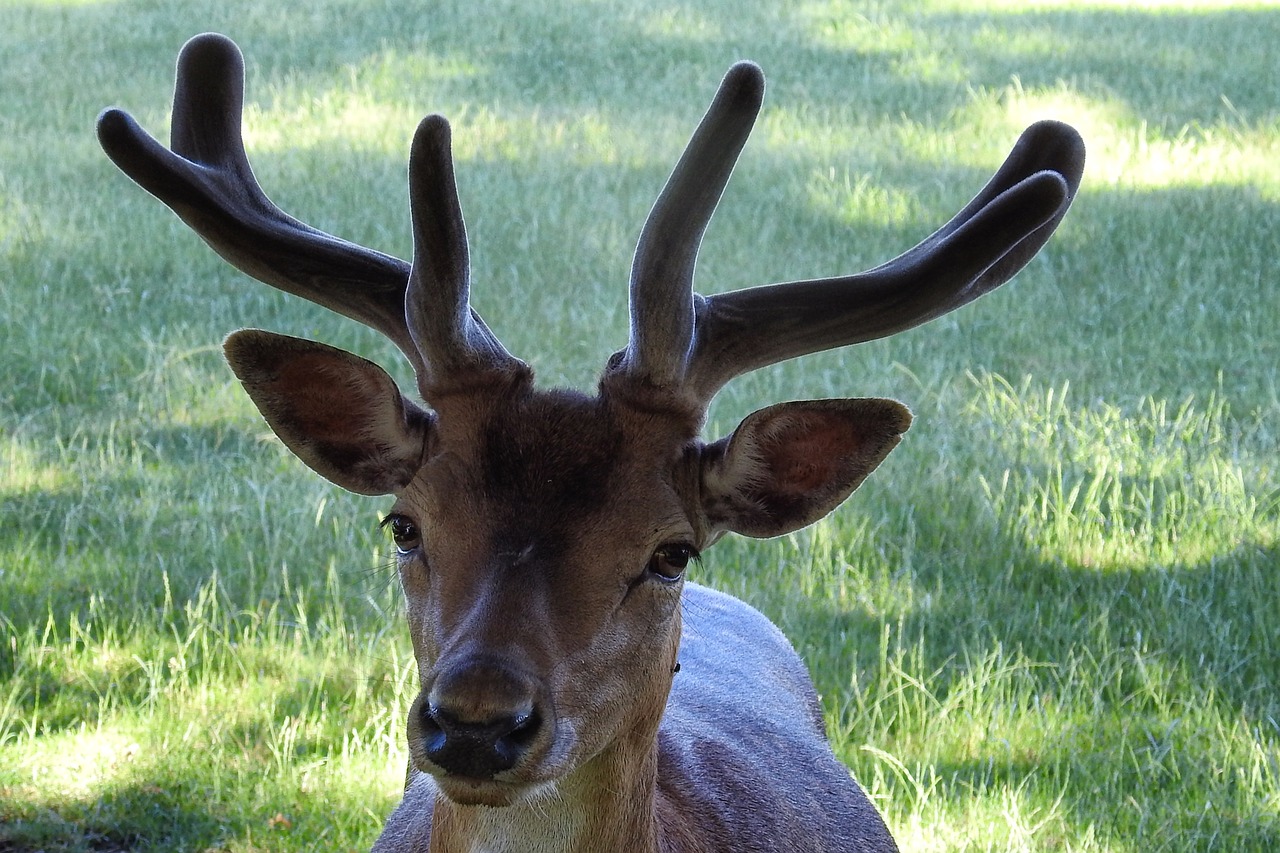 hirsch antler fallow deer free photo