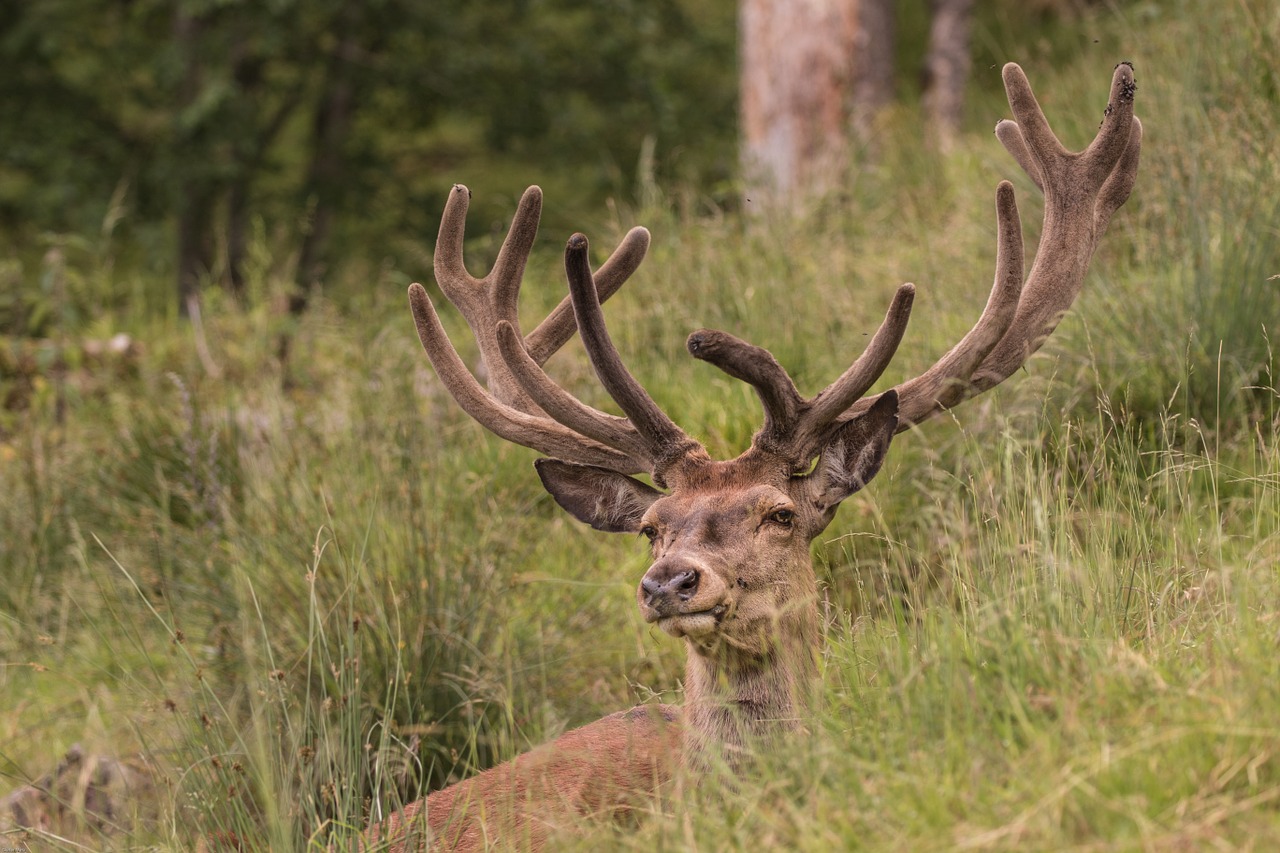 hirsch red deer forest free photo