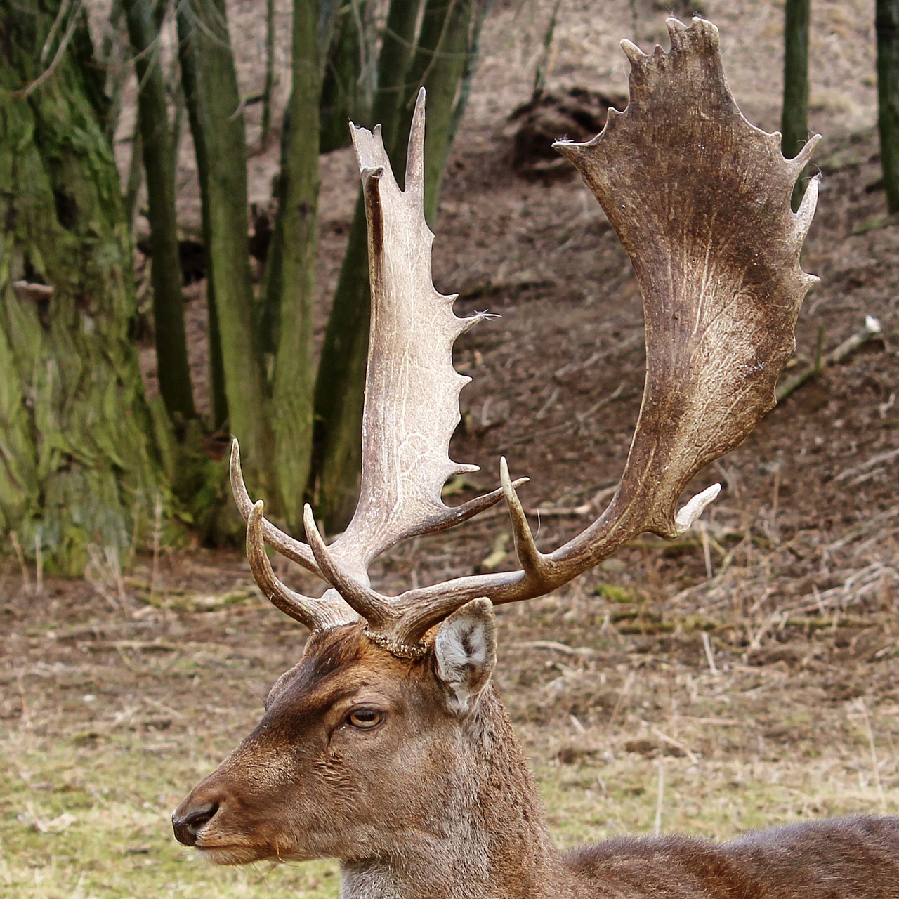 hirsch antler forest free photo