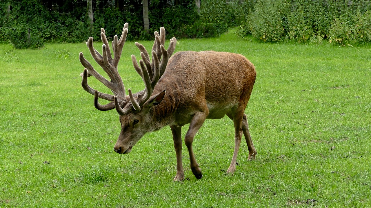 hirsch deer antler wildlife park free photo