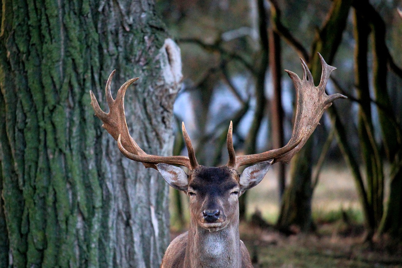 hirsch antler fallow deer free photo