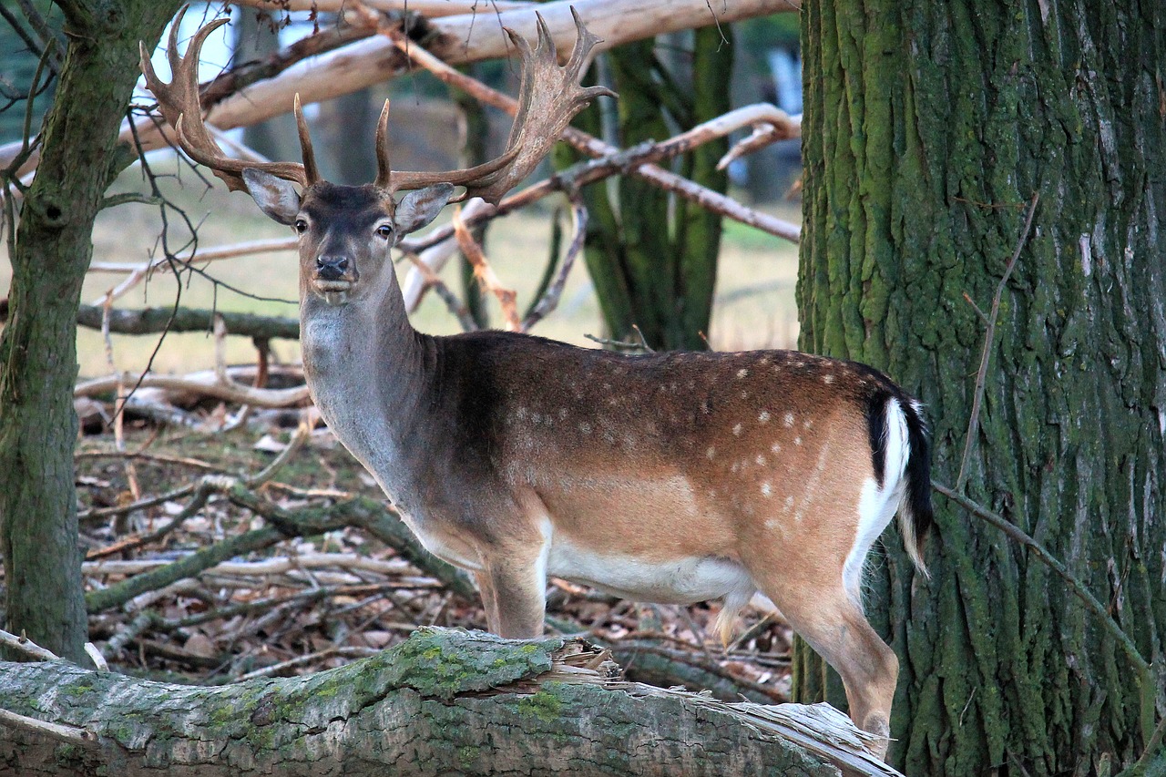 hirsch antler deer free photo