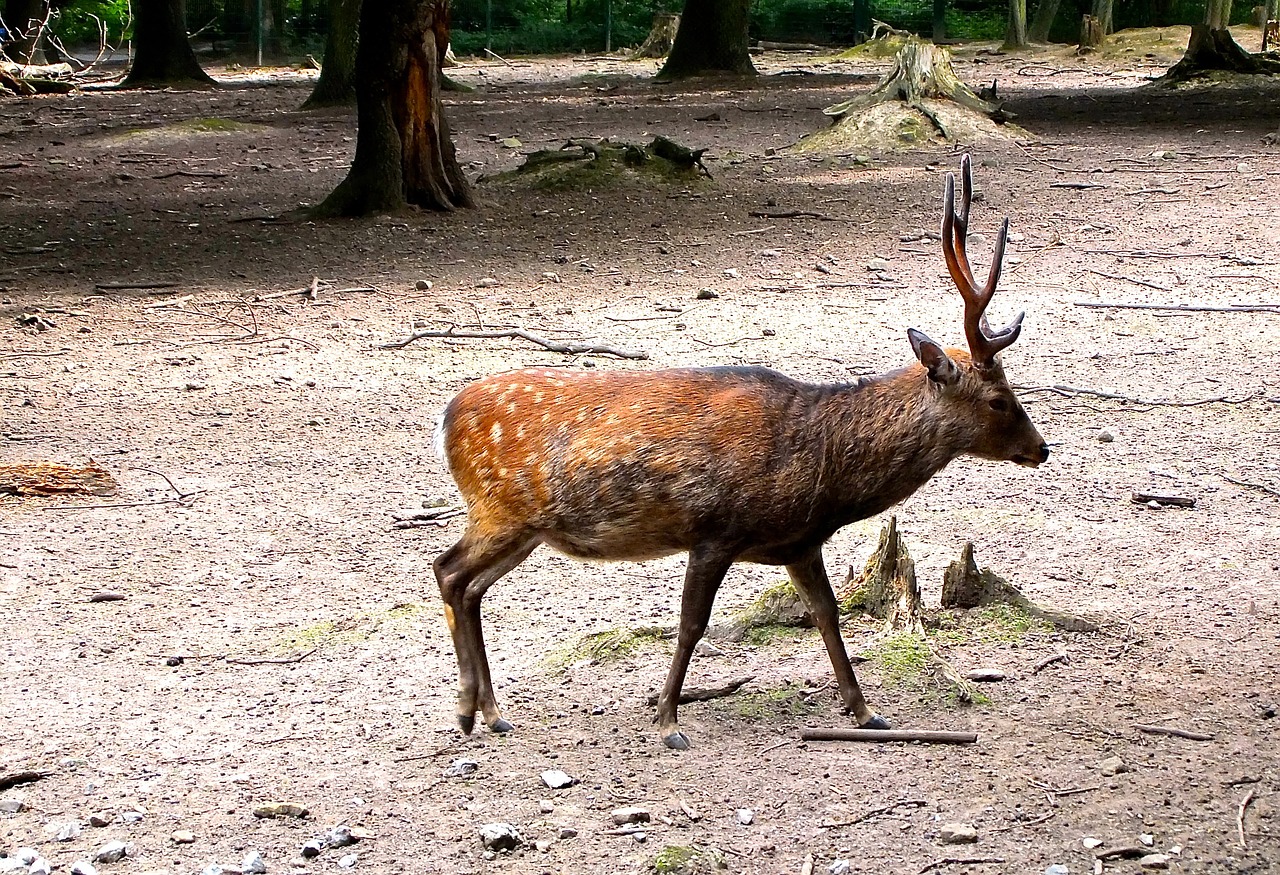 hirsch red deer enclosure free photo