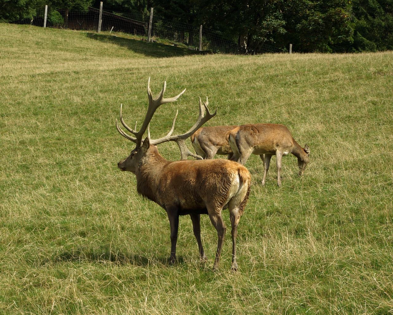 hirsch red deer antler carrier free photo