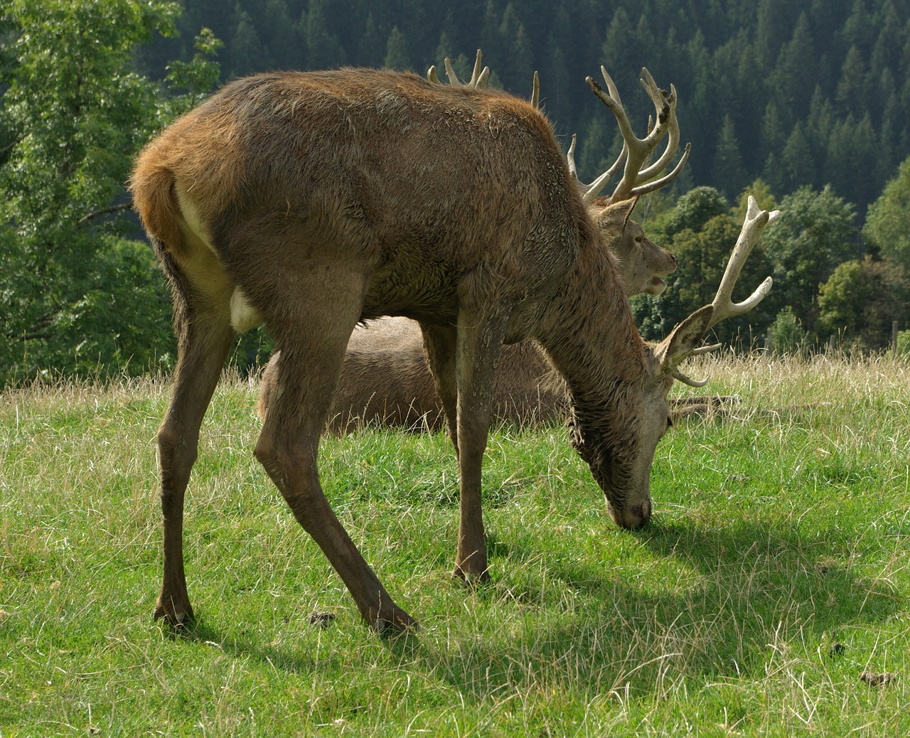 hirsch red deer antler carrier free photo