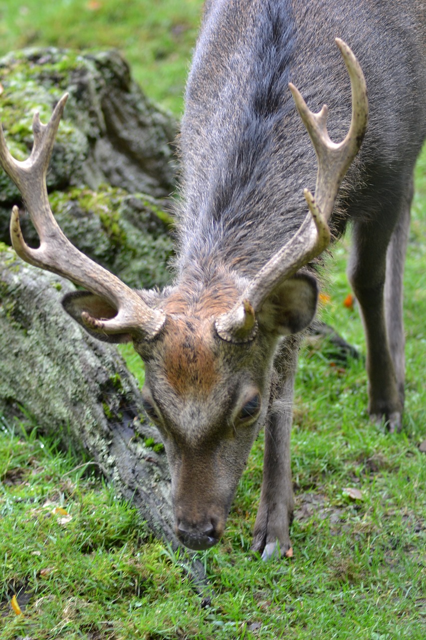 hirsch antler eat free photo