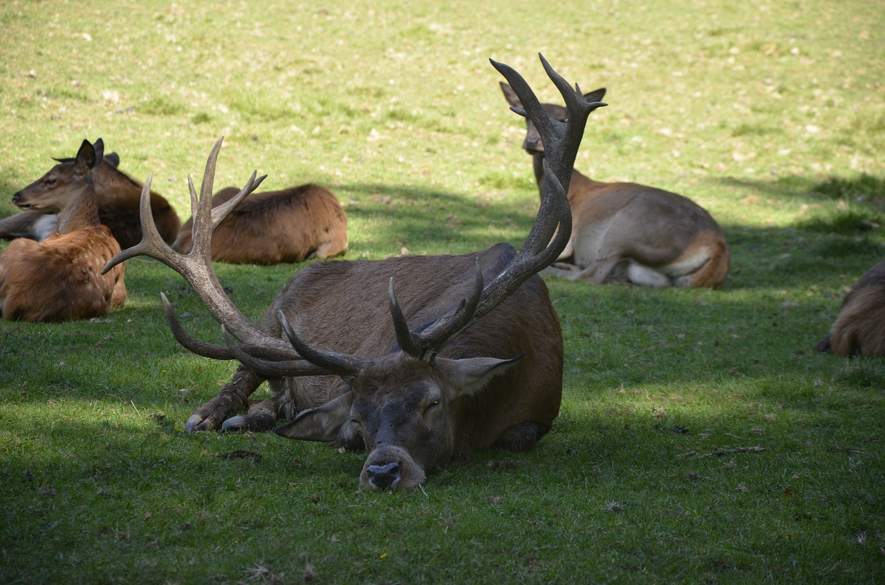 hirsch animal antler free photo