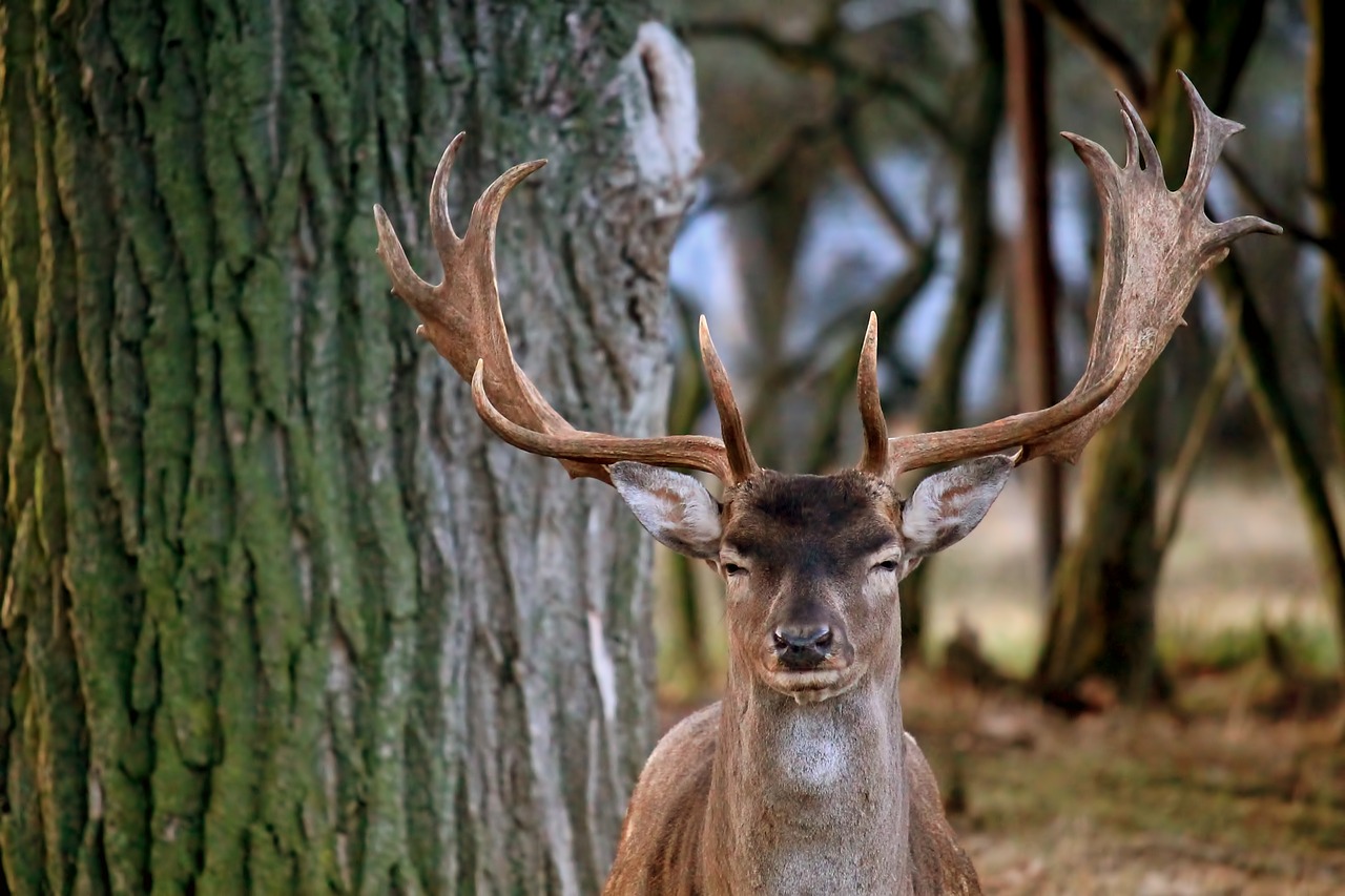 hirsch fallow deer forest free photo